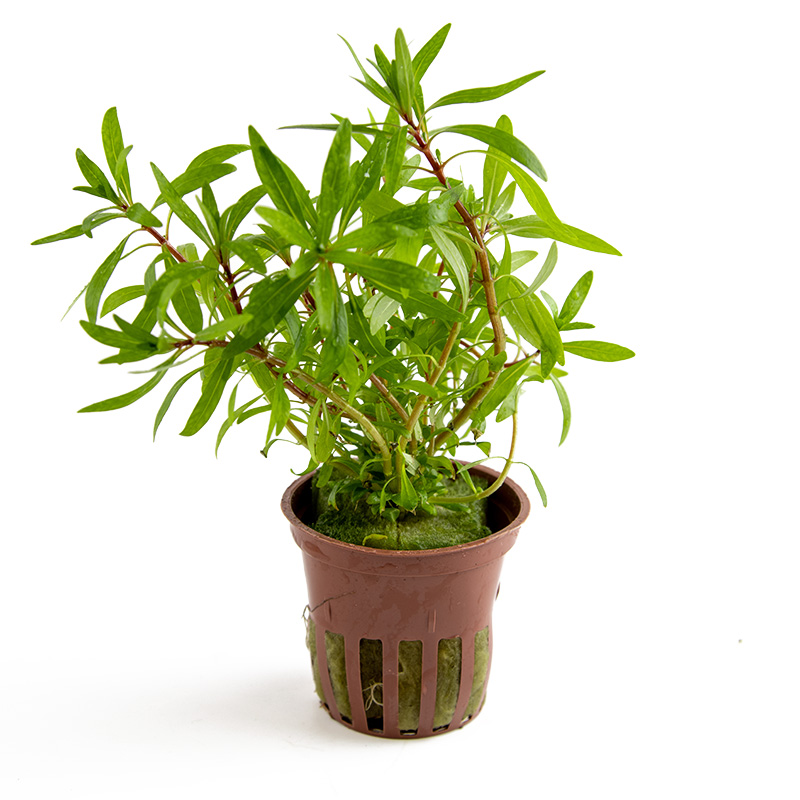 Ludwigia inclinata 'Cuba' - Kuba-Ludwigie - im Topf Ludwigia inclinata 'Cuba' - Kuba-Ludwigie - im Topf
