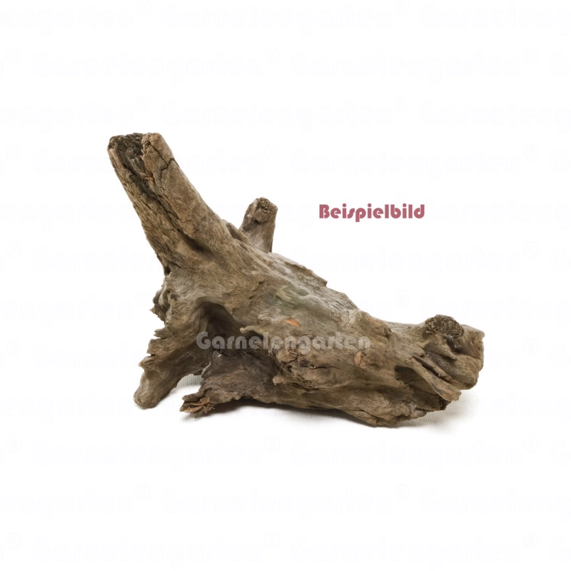 Corbo Root Pieces XS 