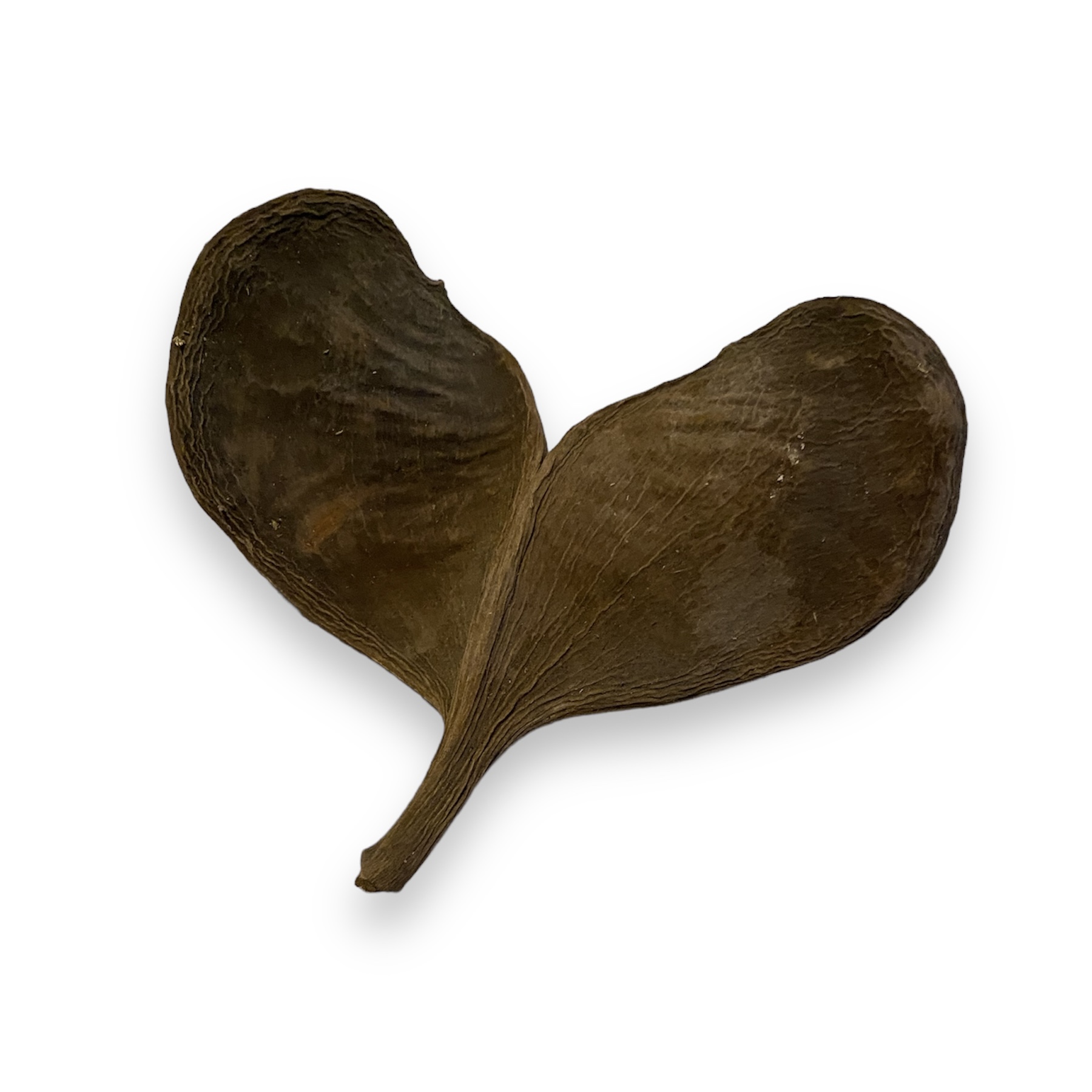 Elefanten Ohr 2 Lappig ca. 13-15 cm Xylia xylocarpa