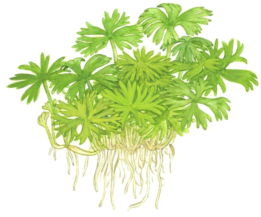 Ranunculus inundatus - Großer Fluss Hahnenfuß - in Vitro Ranunculus inundatus - Großer Fluss Hahnenfuß - in Vitro