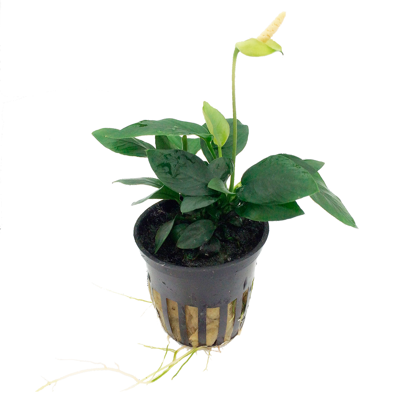 Anubias barteri var. nana - Topf in Einzelverpackung Anubias barteri var. nana - Topf in Einzelverpackung