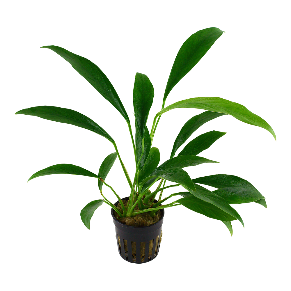 Anubias barteri var. angustifolia - Schmalblättriges Speerblatt - im Topf Anubias barteri var. angustifolia - Schmalblättriges Speerblatt - im Topf