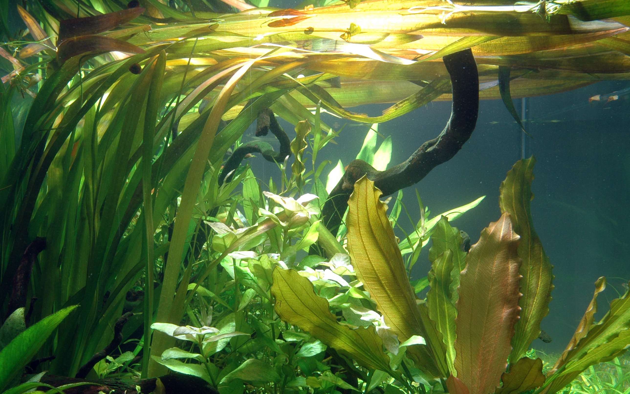 Tropica - Vallisneria americana 'Gigantea' - Riesenvallisneria - im Topf Tropica - Vallisneria americana 'Gigantea' - Riesenvallisneria - im Topf