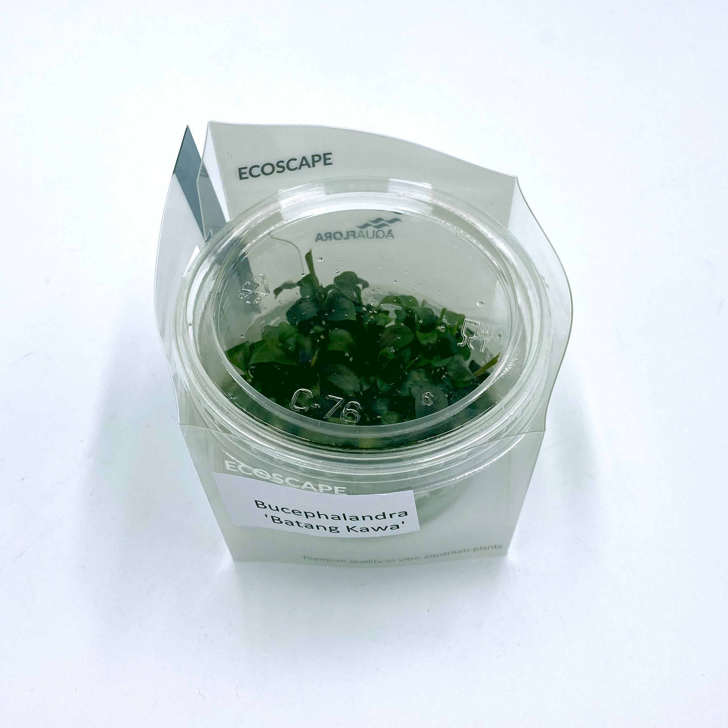 Bucephalandra 'Batang Kawa' - in Vitro Bucephalandra 'Batang Kawa' - in Vitro