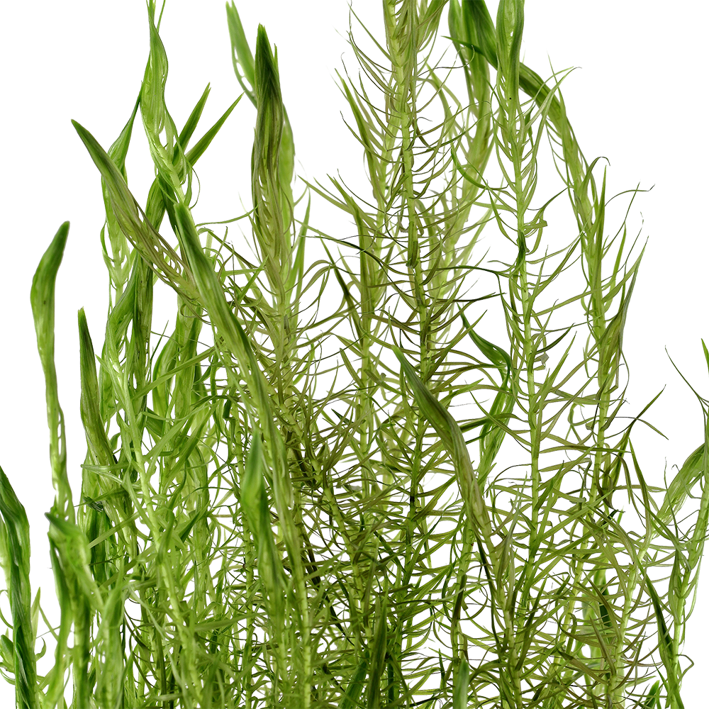 Tropica - Mayaca fluviatilis - Fluss-Mooskraut - im Bund Tropica - Mayaca fluviatilis - Fluss-Mooskraut - im Bund
