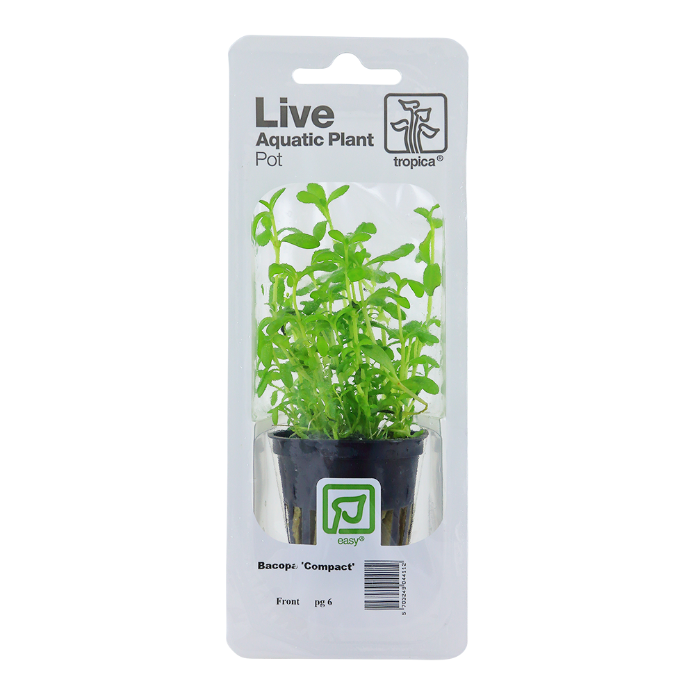 Bacopa monnieri 'Compact' - Kleines Fettblatt, kompakt - Topf in Einzelverpackung Bacopa monnieri 'Compact' - Kleines Fettblatt, kompakt - Topf in Einzelverpackung