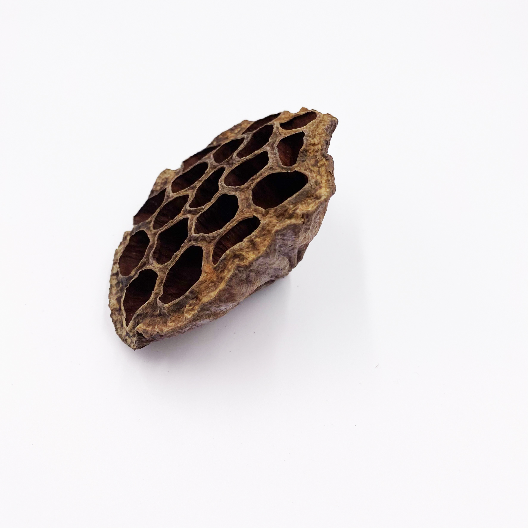 Lotus Pods 7-10 cm Nelumbo nucifera