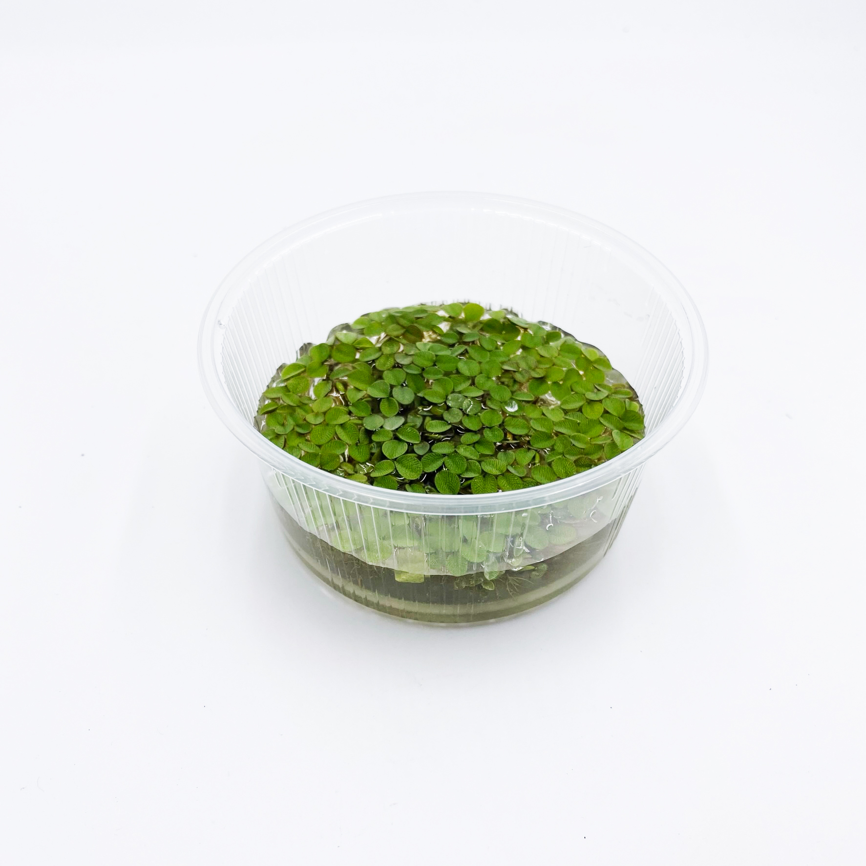 Salvinia auriculata - Kleinohriger Schwimmfarn Büschelfarn - Portion XL