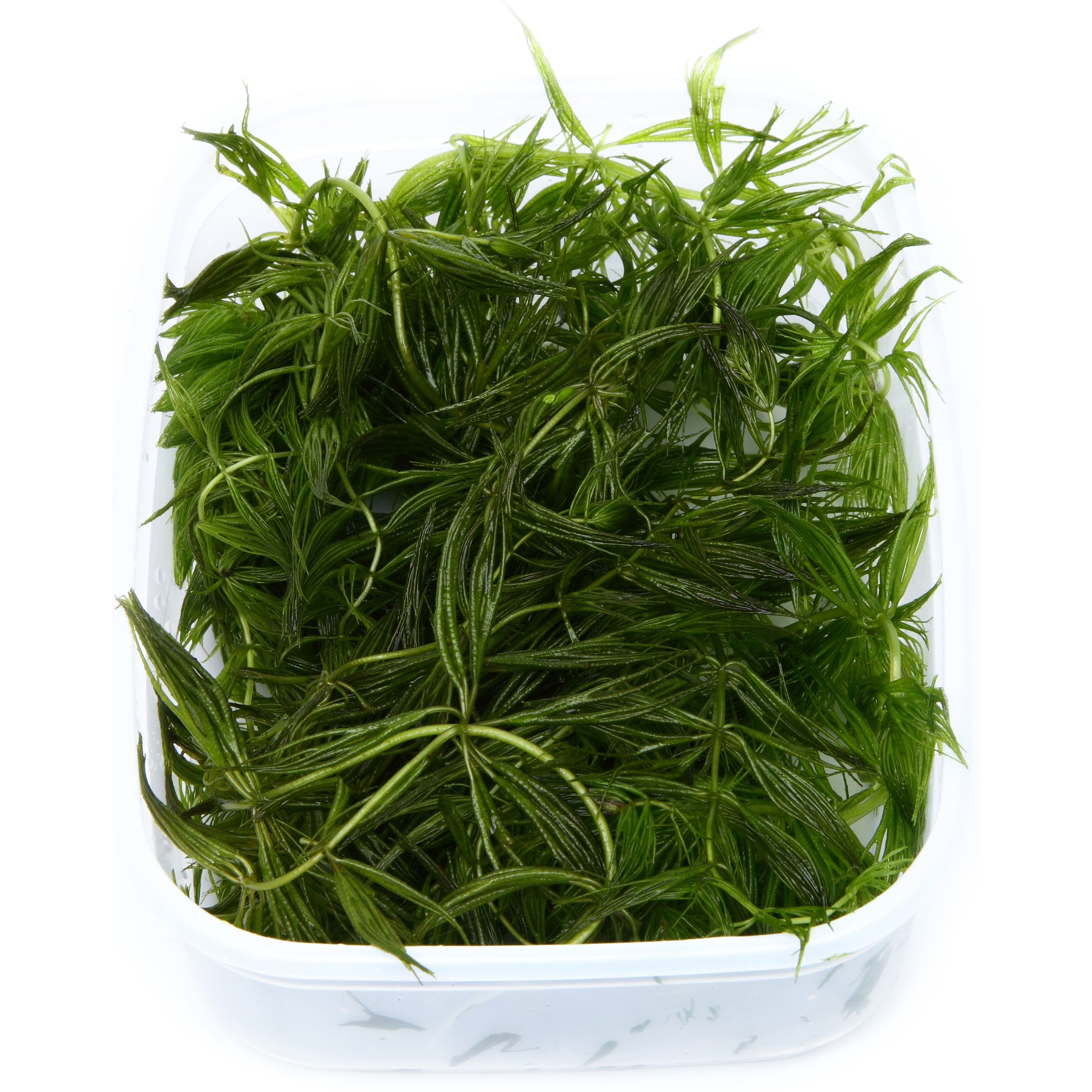 Ceratophyllum demersum 'Foxtail' - Hornkraut - Portion