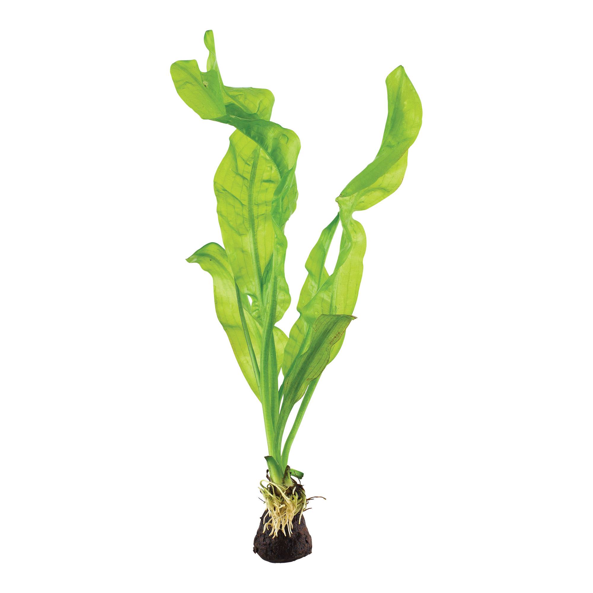 Tropica Aponogeton ulvaceus - Meersalatähnliche Wasserähre - Knolle