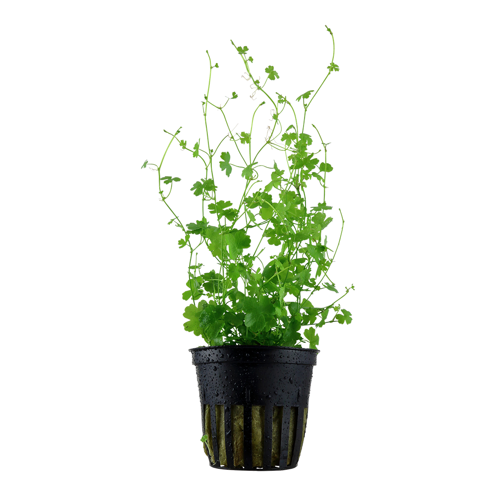Hydrocotyle tripartita - Dreiteiliger Wassernabel - im Topf Hydrocotyle tripartita - Dreiteiliger Wassernabel - im Topf