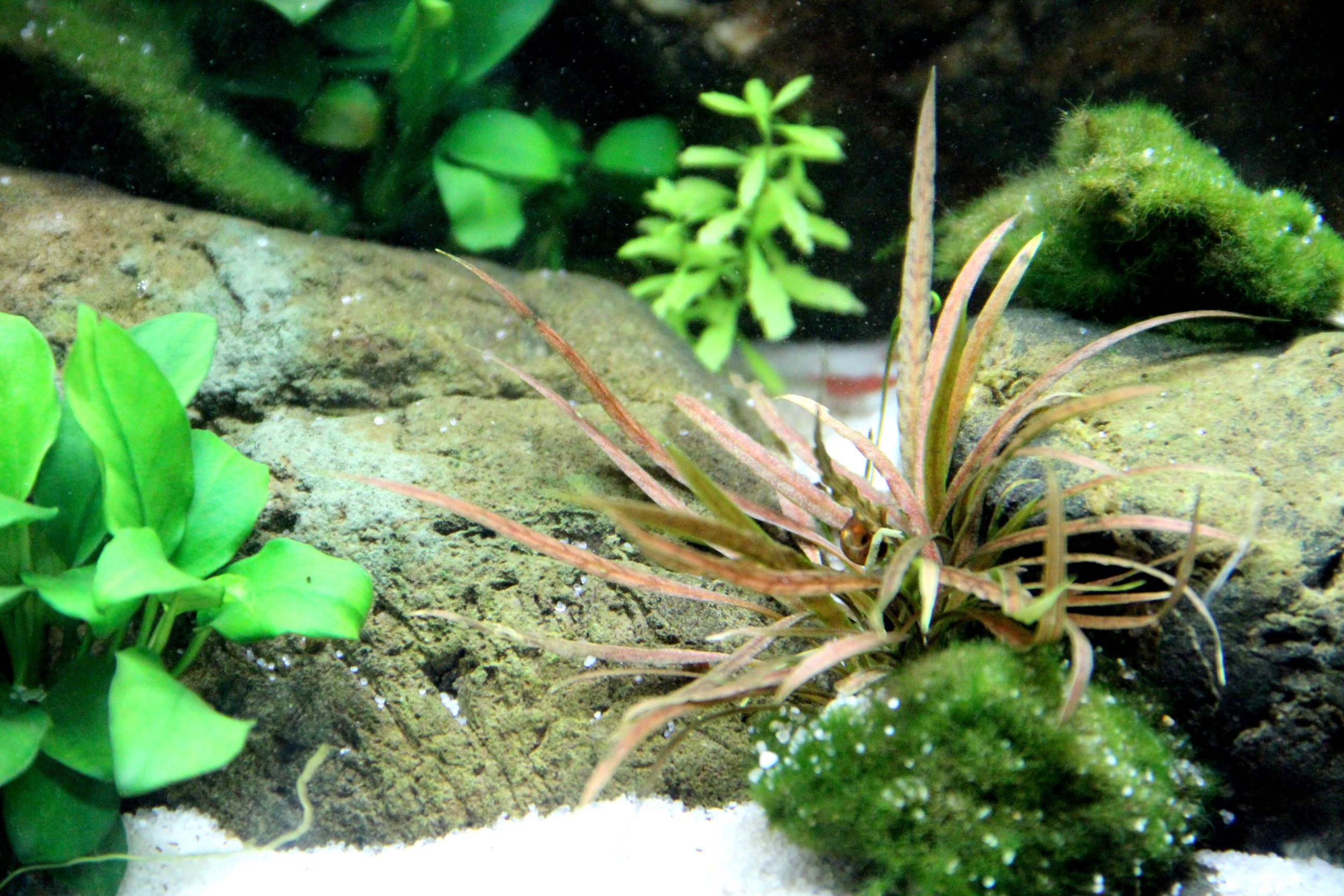 Cryptocoryne albida 'Brown' - Brauner Wasserkelch - im Topf Cryptocoryne albida 'Brown' - Brauner Wasserkelch - im Topf