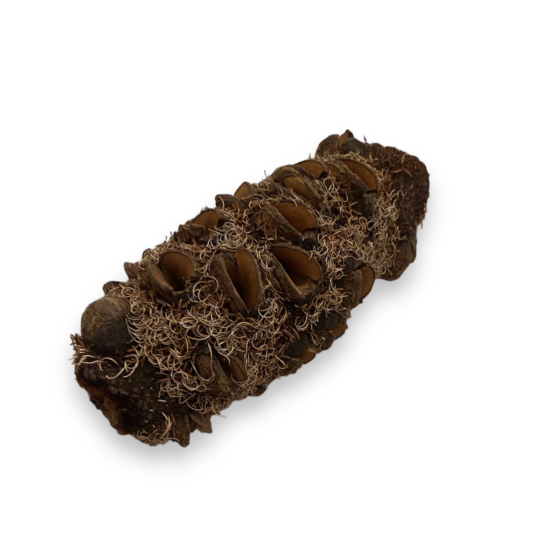 Banksien Littoralis Zapfen ca.10-15cm