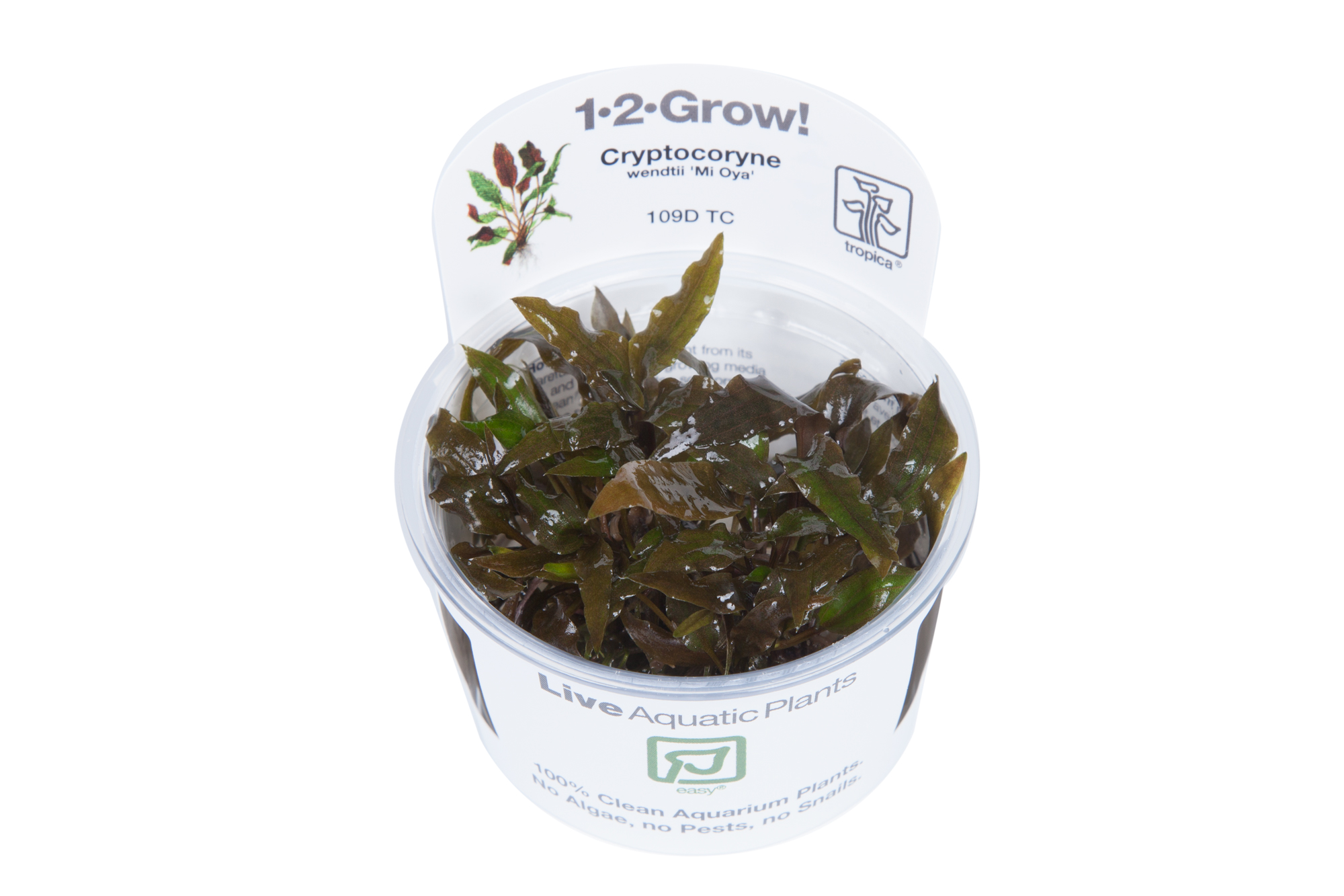 Tropica - Cryptocoryne wendtii Mi Oya mioya- Großer Brauner Wasserkelch - in Vitro