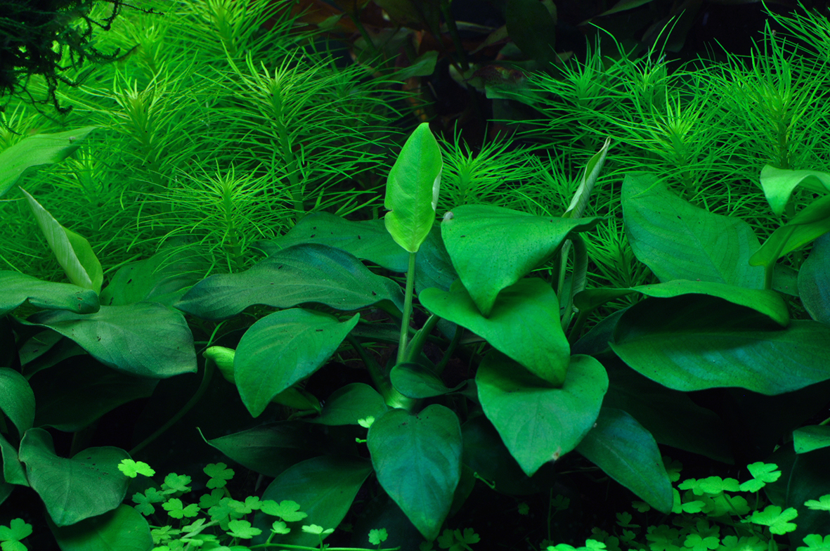 Anubias barteri var. nana - in Vitro