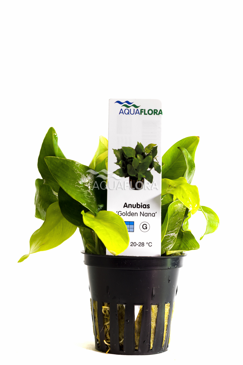 Aquaflora - Anubias barteri var. nana 'Golden' - im Topf Aquaflora - Anubias barteri var. nana 'Golden' - im Topf