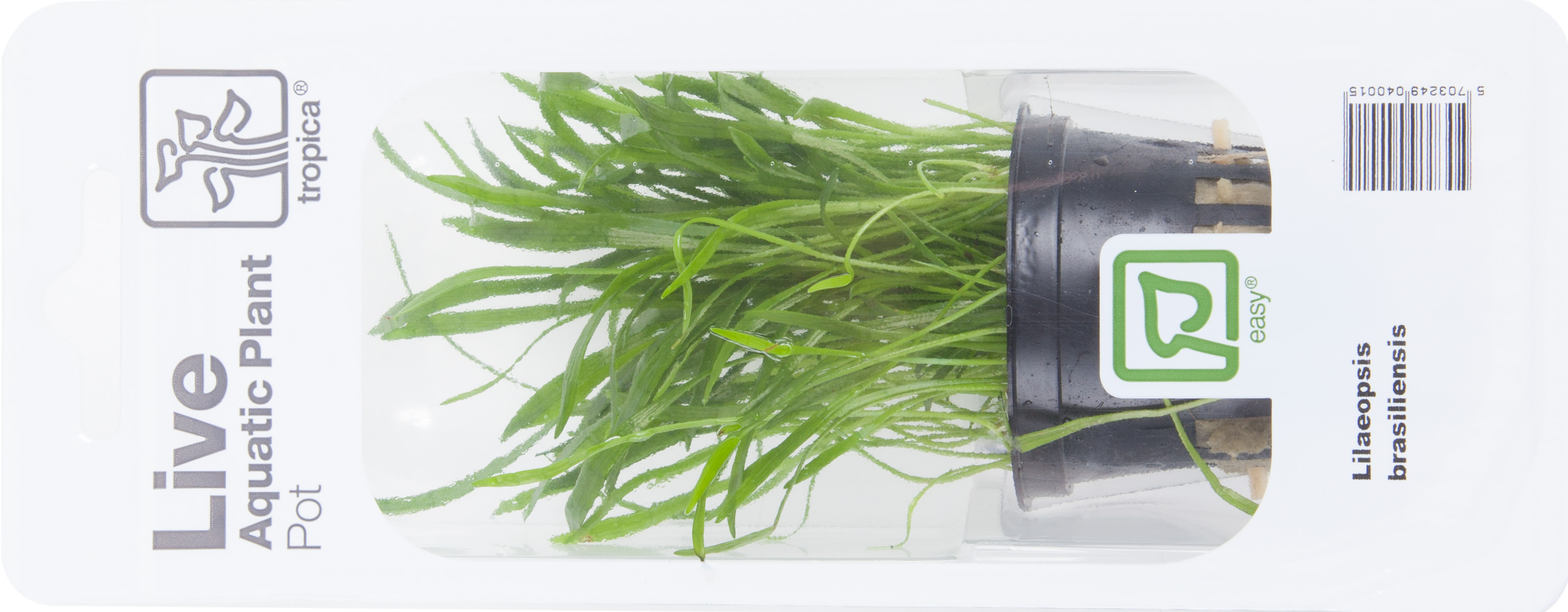 Tropica - Lilaeopsis brasiliensis - Brasilianische Graspflanze - im Topf in Einzelverpackung Tropica - Lilaeopsis brasiliensis - Brasilianische Graspflanze - im Topf in Einzelverpackung