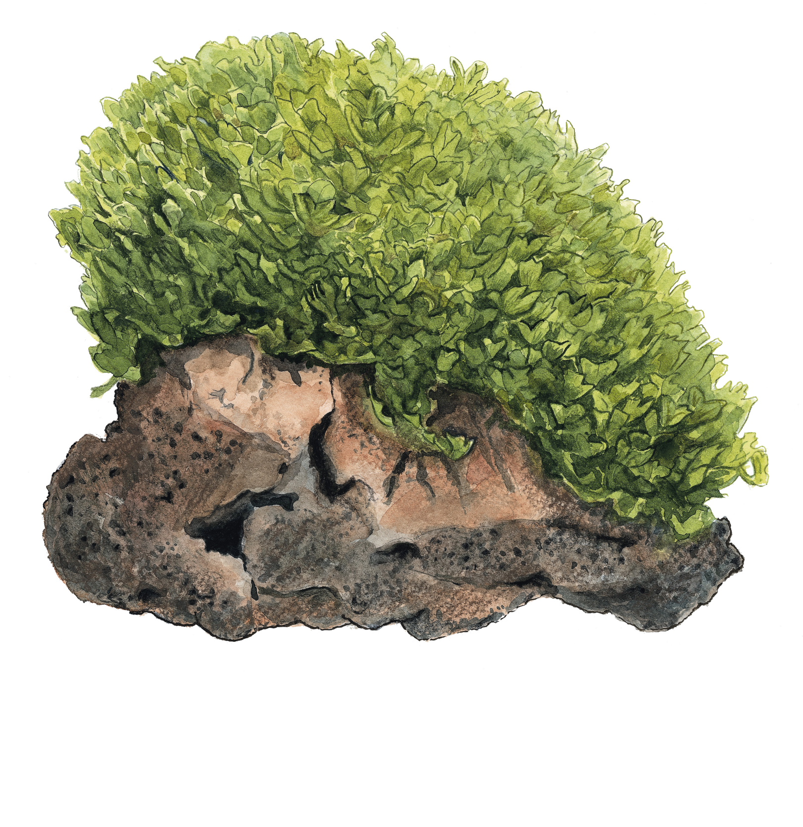 Tropica - Monosolenium tenerum - zartes Lebermoos - in Vitro