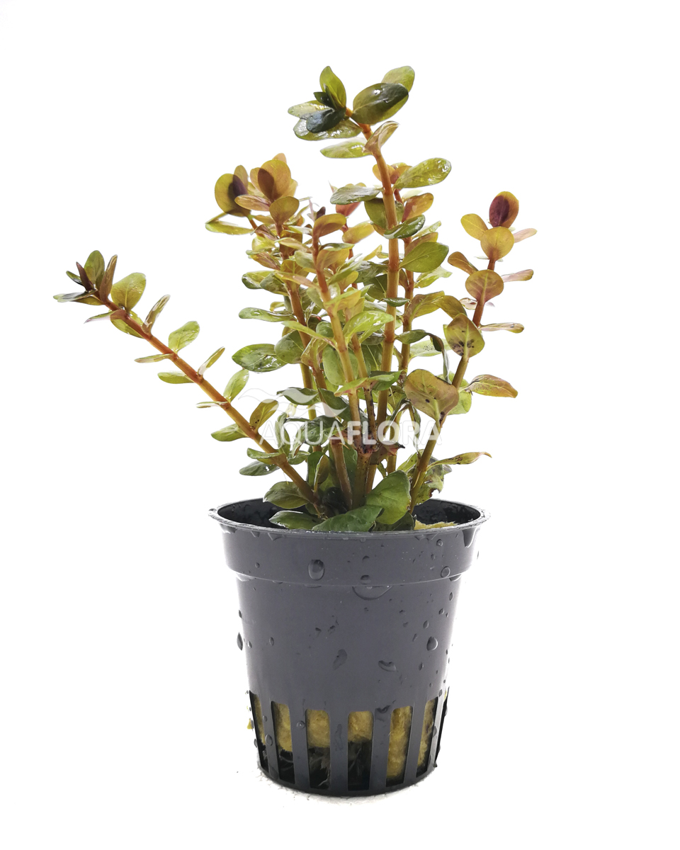 Rotala sp.'Yao Yai' - im Topf - Rarität Rotala sp.'Yao Yai' - im Topf - Rarität