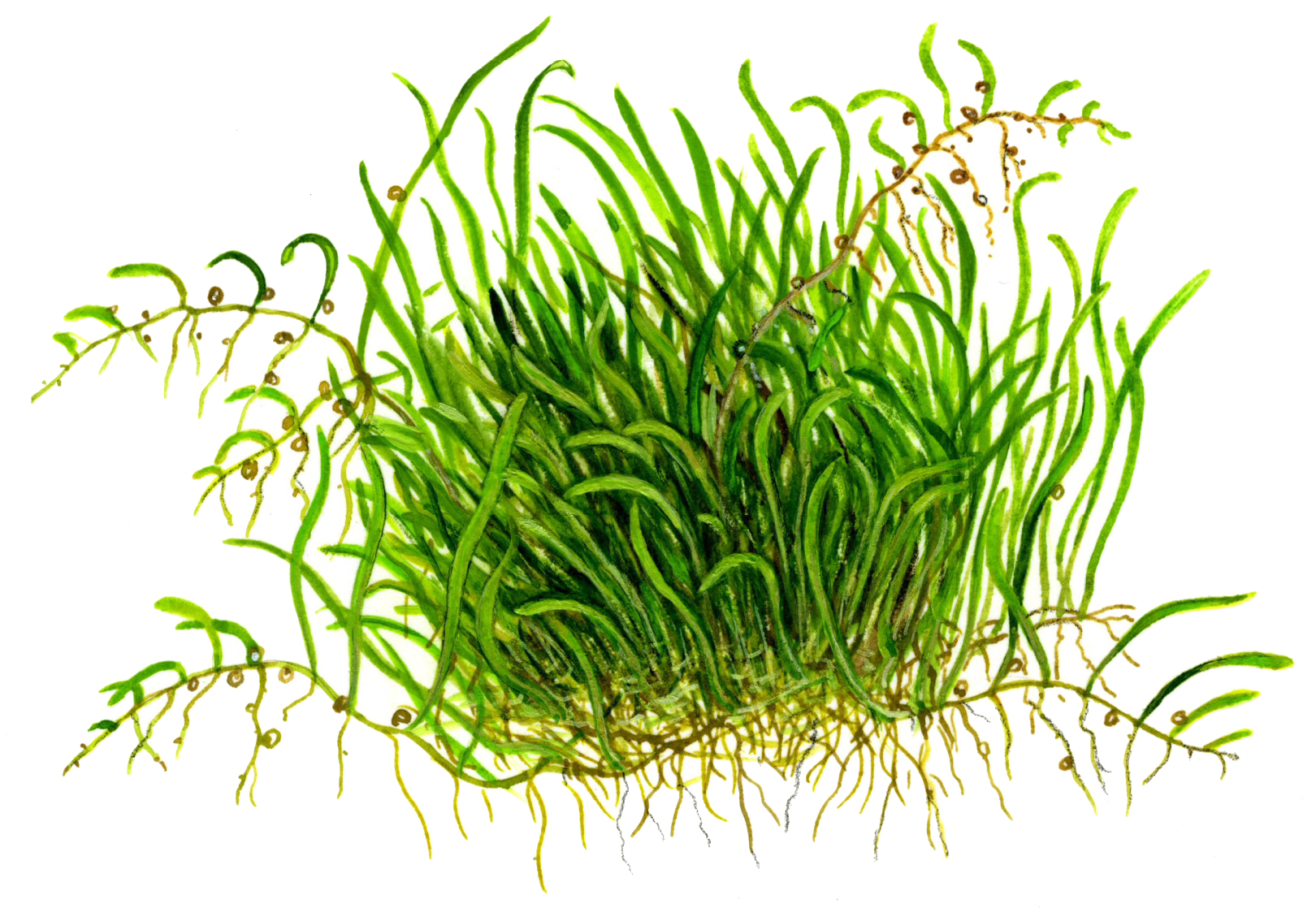 Tropica - Utricularia graminifolia - Grasblättriger Wasserschlauch - in Vitro