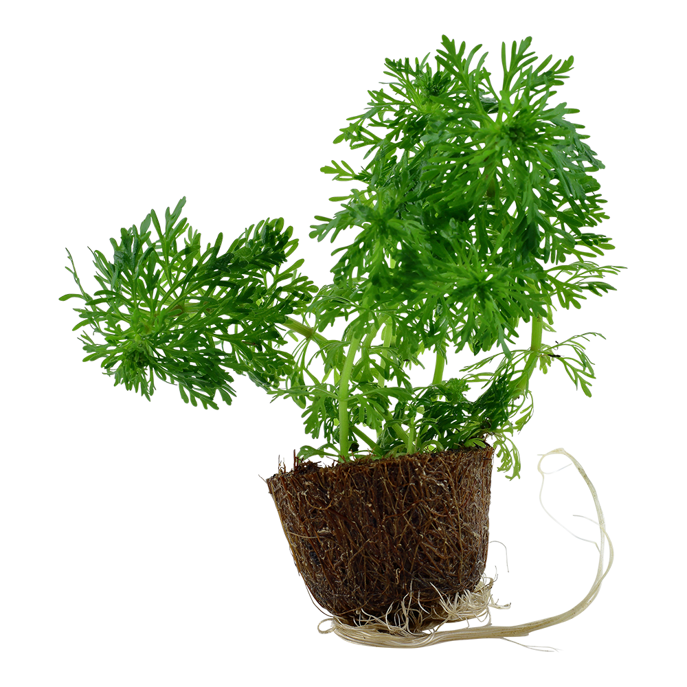 Limnophila sessiliflora - kleine Ambulia - Mini-Topf in Einzelverpackung Limnophila sessiliflora - kleine Ambulia - Mini-Topf in Einzelverpackung