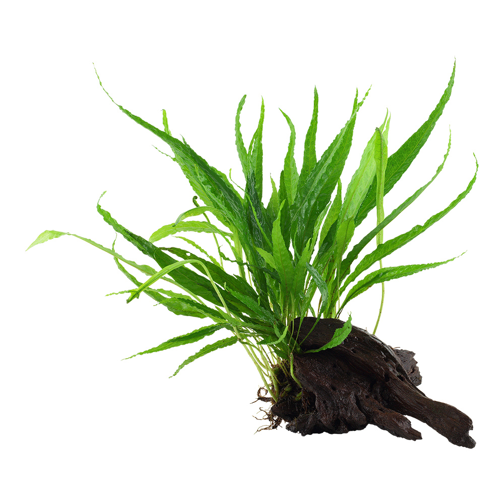 Microsorum pteropus - Javafarn - auf Wurzel Microsorum pteropus - Javafarn - auf Wurzel