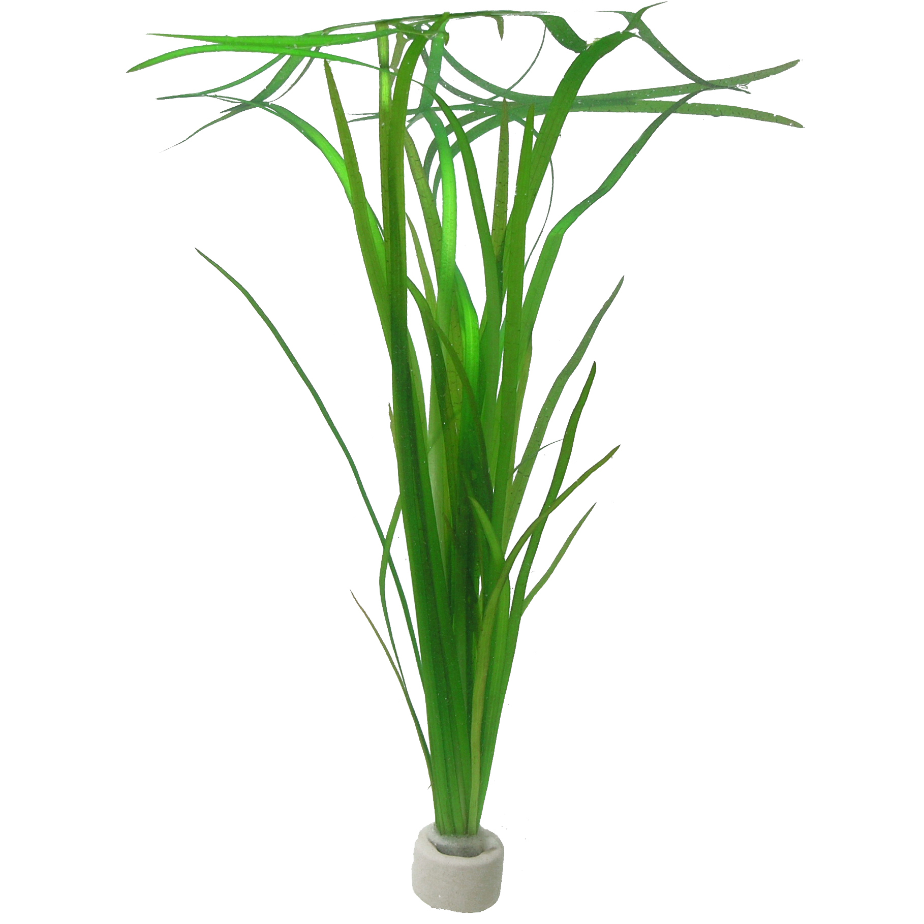 Vallisneria americana 'Natans' - Bundpflanze