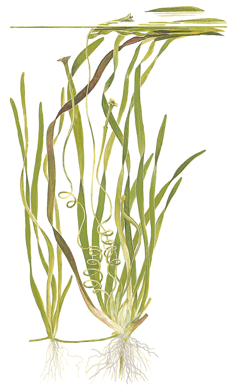 Vallisneria americana 'Natans' - Bundpflanze