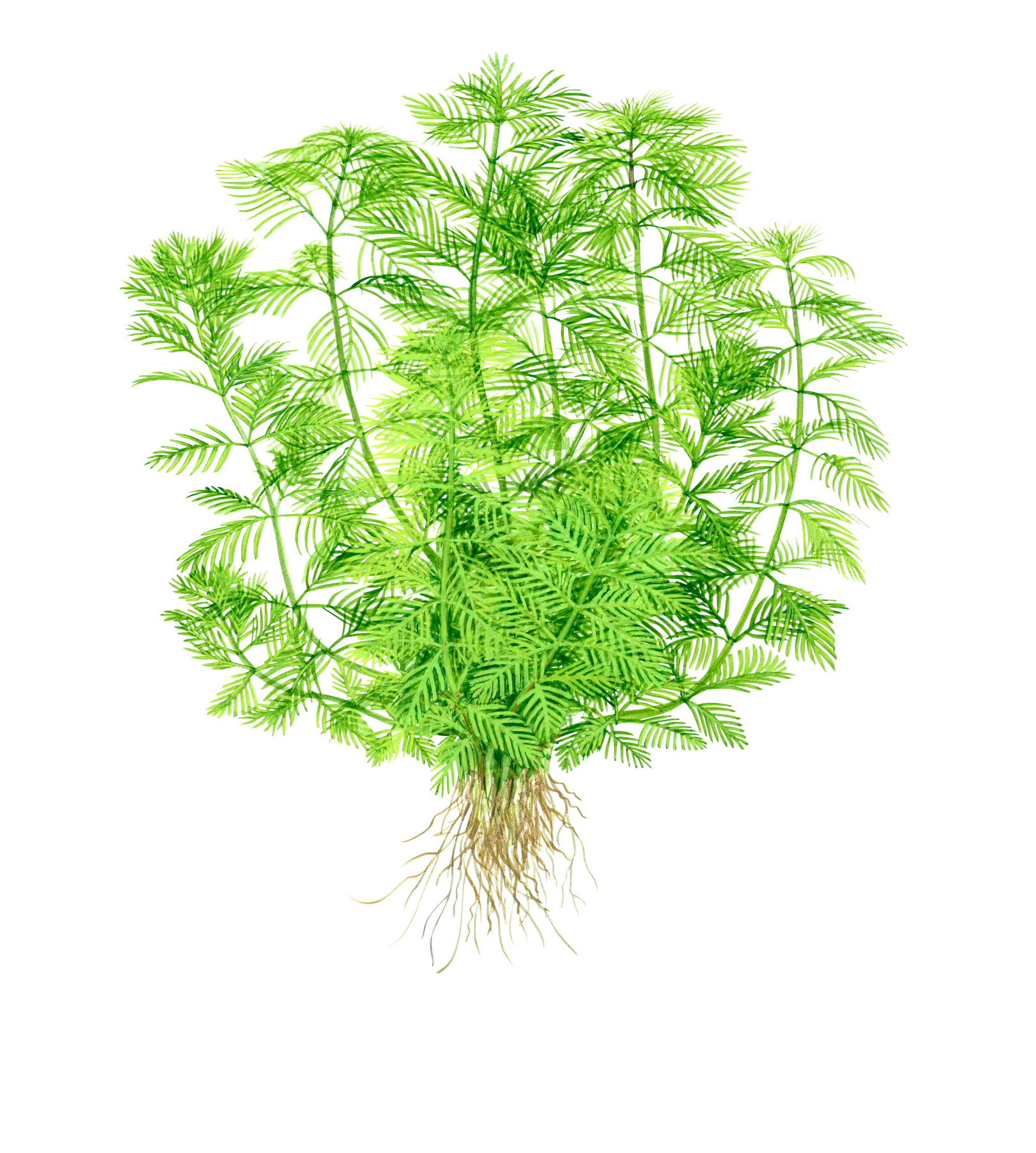 Tropica - Myriophyllum mattogrossense - Mato-Grosso-Tausendblatt - im Topf