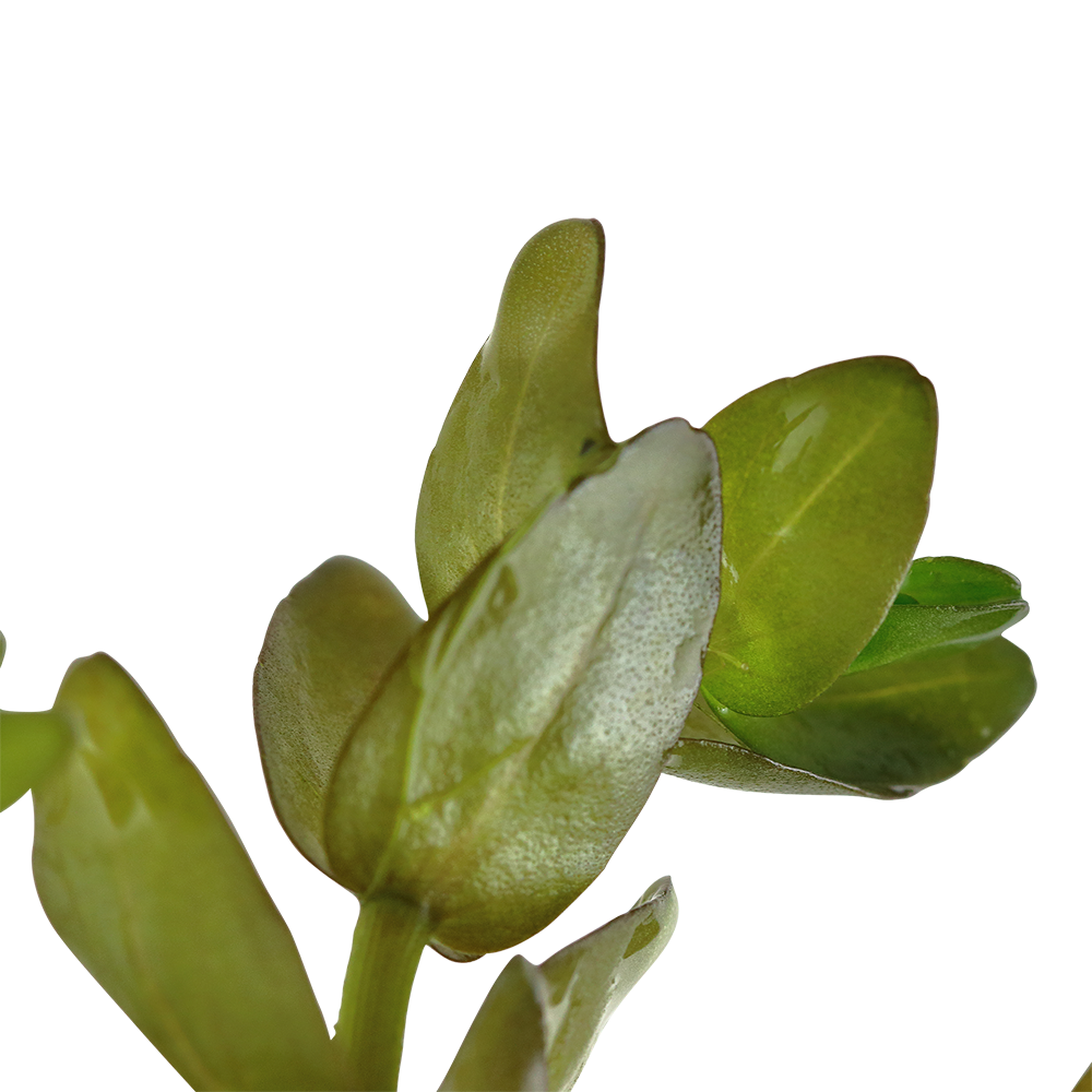 Bacopa caroliniana - Großes Fettblatt - im Bund Bacopa caroliniana - Großes Fettblatt - im Bund