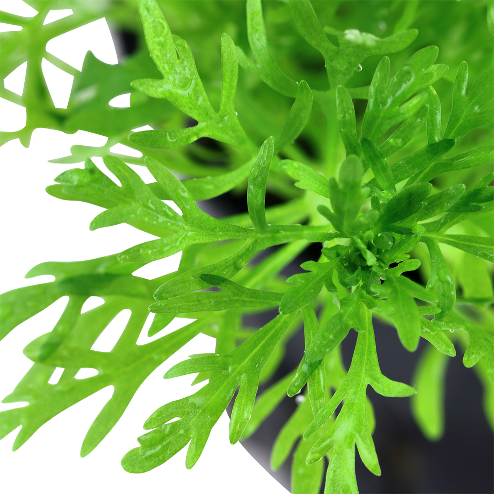 Limnophila aquatica - Wasser-Sumpffreund Limnophila aquatica - Wasser-Sumpffreund