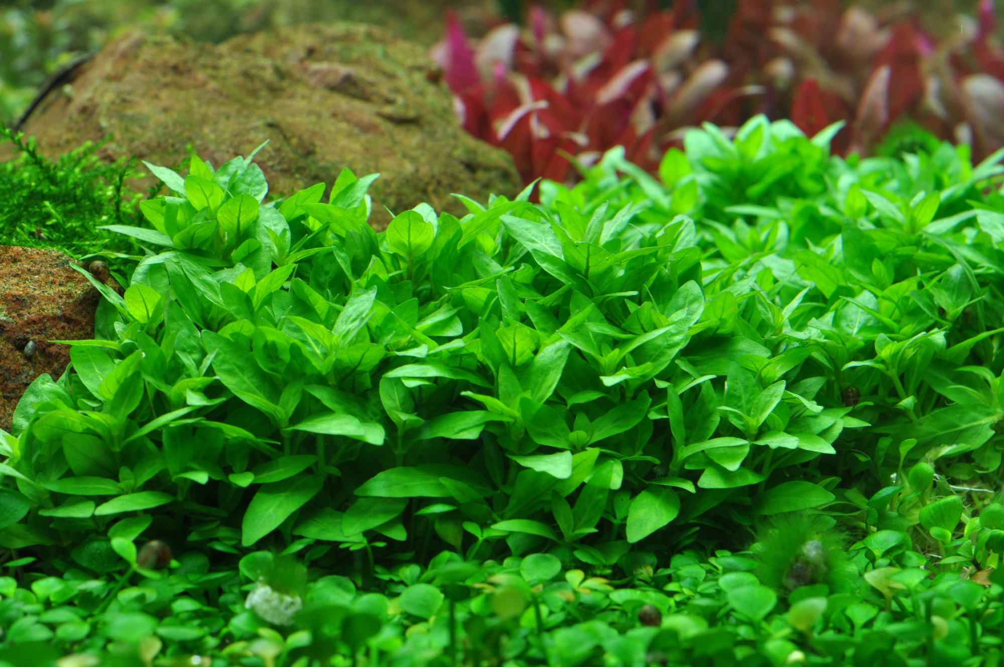 Staurogyne repens - Kriechende Staurogyne - Topf in Einzelverpackung