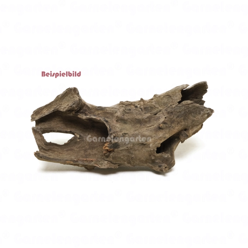 Corbo Root Pieces XS 