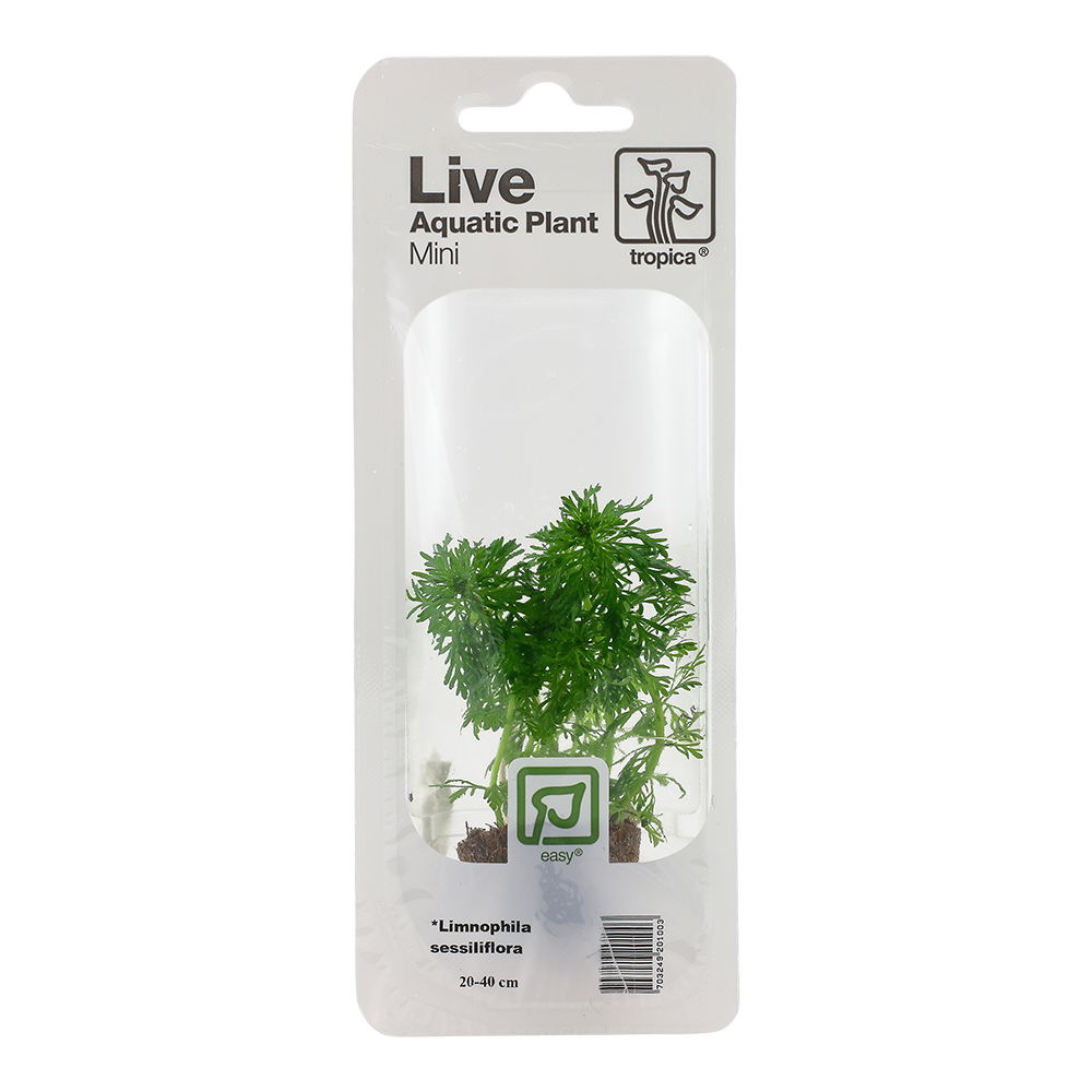 Limnophila sessiliflora - kleine Ambulia - Mini-Topf in Einzelverpackung Limnophila sessiliflora - kleine Ambulia - Mini-Topf in Einzelverpackung