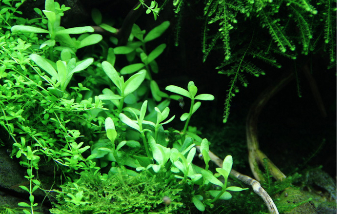 Bacopa monnieri 'Compact' - Kleines Fettblatt, kompakt - Topf in Einzelverpackung Bacopa monnieri 'Compact' - Kleines Fettblatt, kompakt - Topf in Einzelverpackung