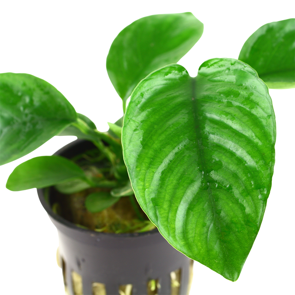 Anubias barteri var. caladiifolia - im Topf Anubias barteri var. caladiifolia - im Topf