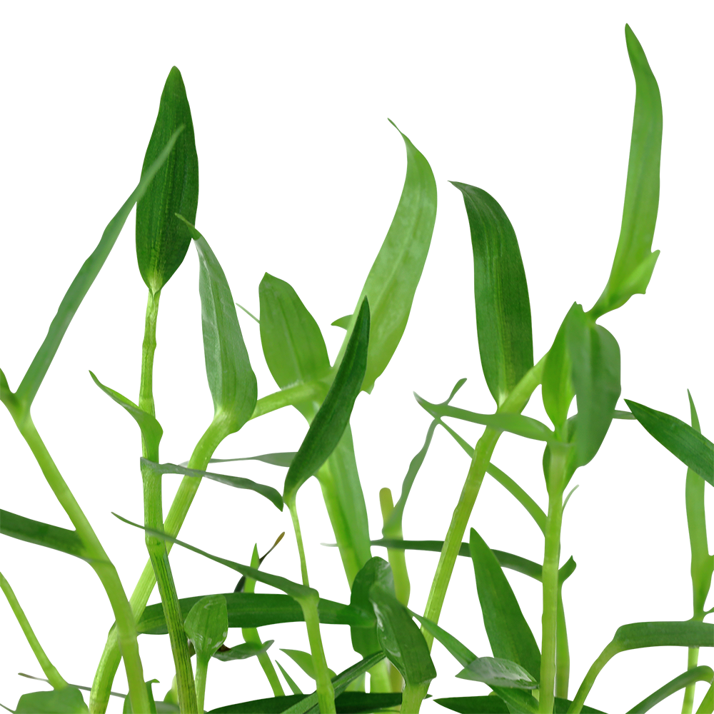 Murdannia keisak - Asiatische Tagblume - im Topf Murdannia keisak - Asiatische Tagblume - im Topf