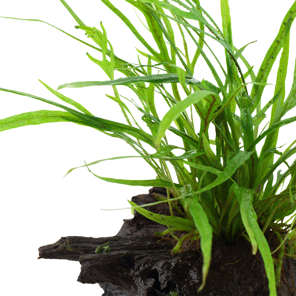 Microsorum pteropus 'Trident' - Trident-Javafarn - auf Wurzel Microsorum pteropus 'Trident' - Trident-Javafarn - auf Wurzel
