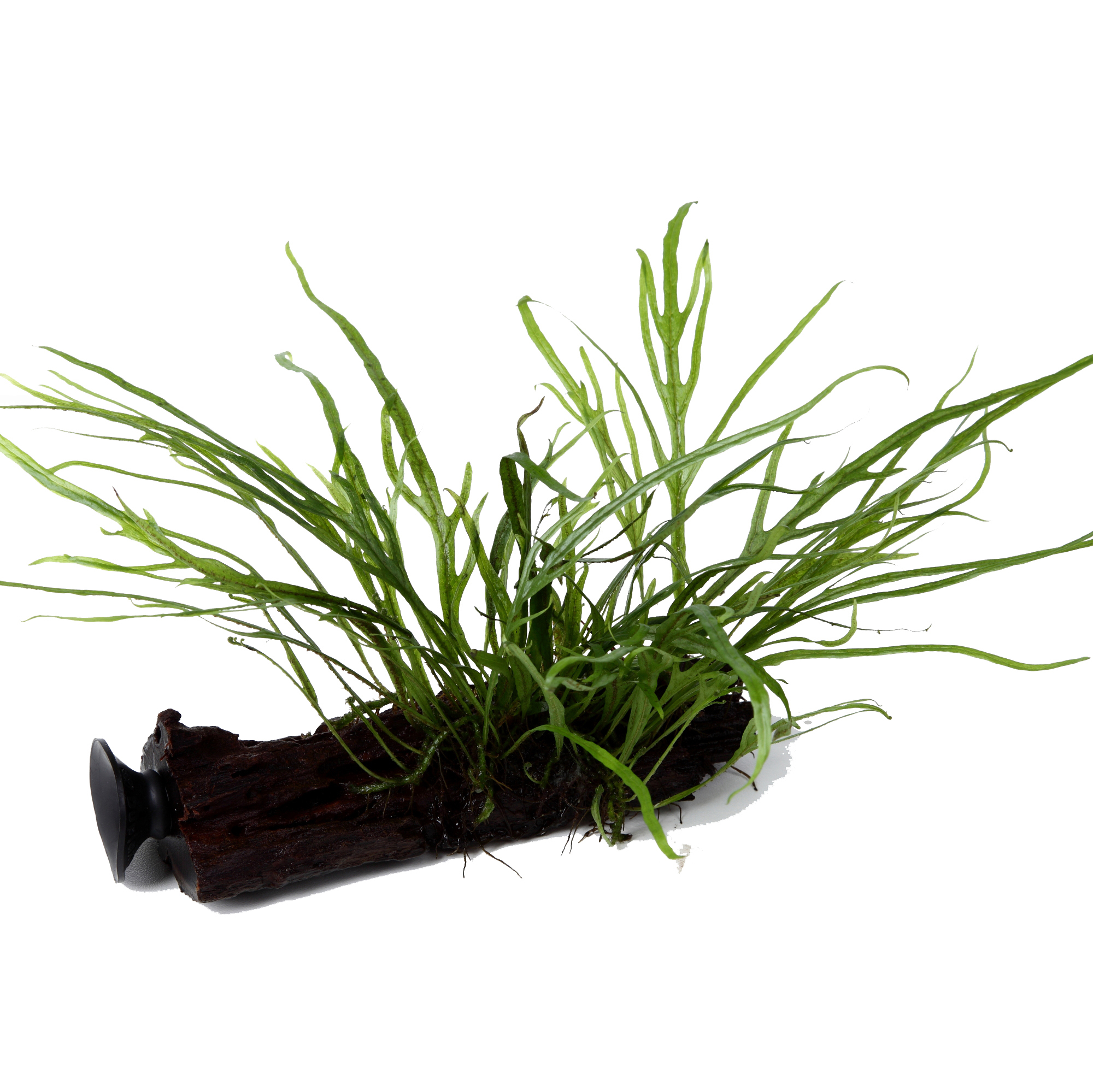 Microsorum pteropus 'Trident' - Trident-Javafarn - auf Wurzel mit Sauger