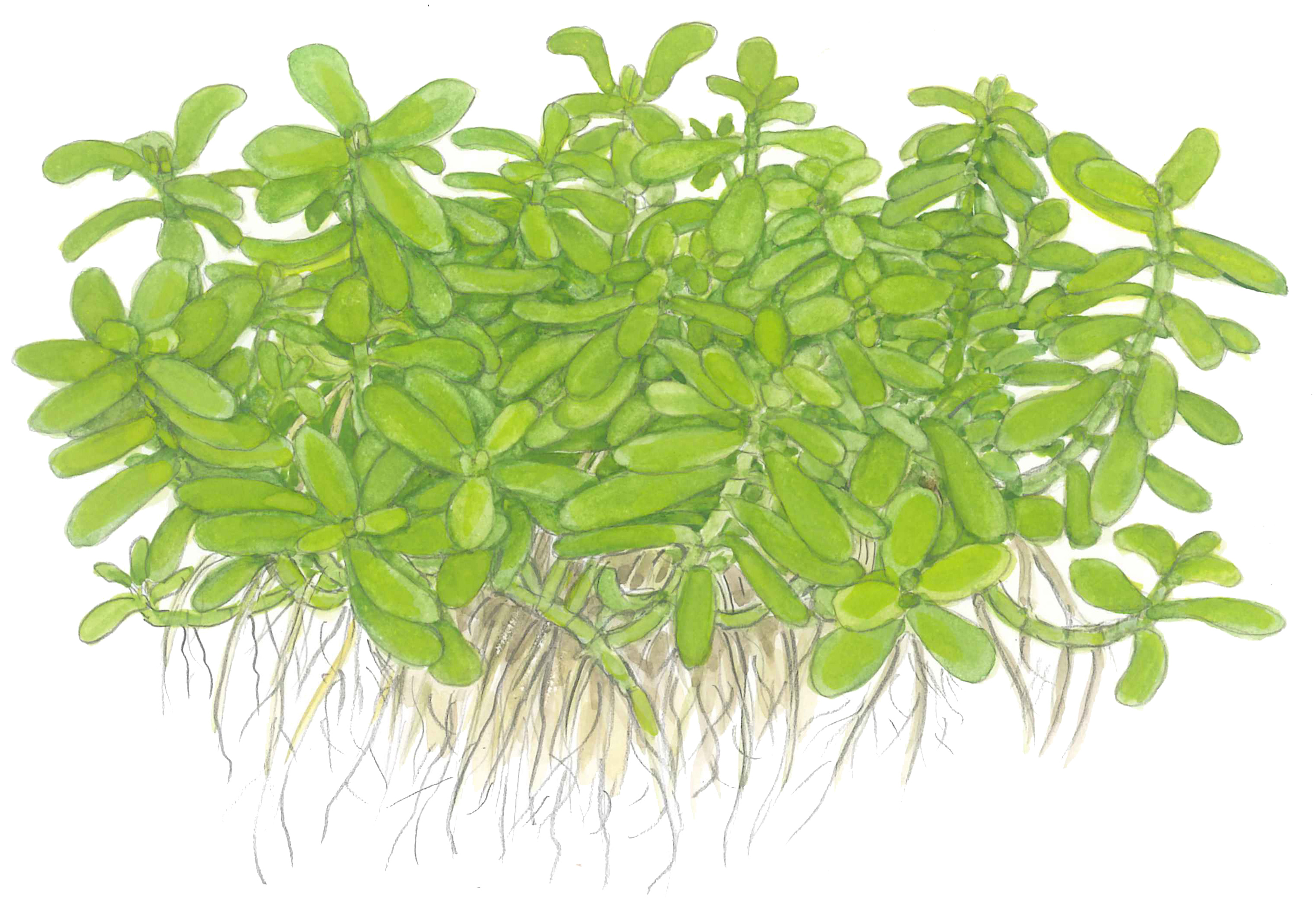 Bacopa monnieri 'Compact' - Kleines Fettblatt kompakt - im Topf Bacopa monnieri 'Compact' - Kleines Fettblatt kompakt - im Topf