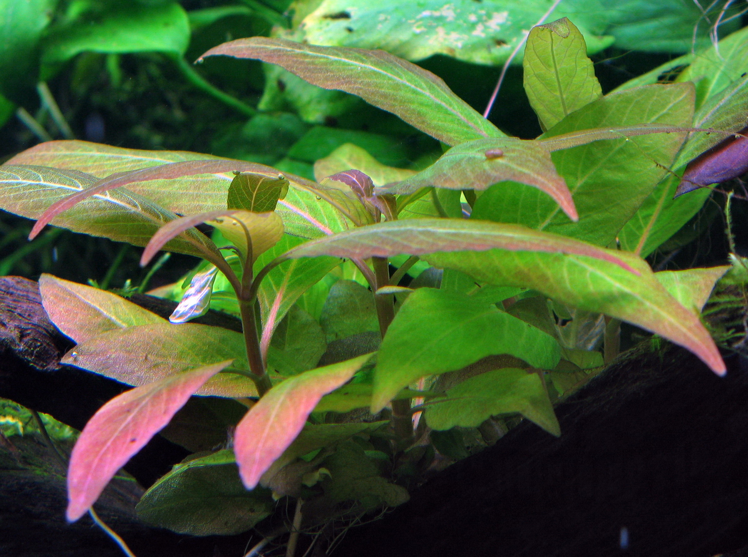 Hygrophila corymbosa - "Kompakt" Kompakter Wasserfreund - im Topf Hygrophila corymbosa - "Kompakt" Kompakter Wasserfreund - im Topf