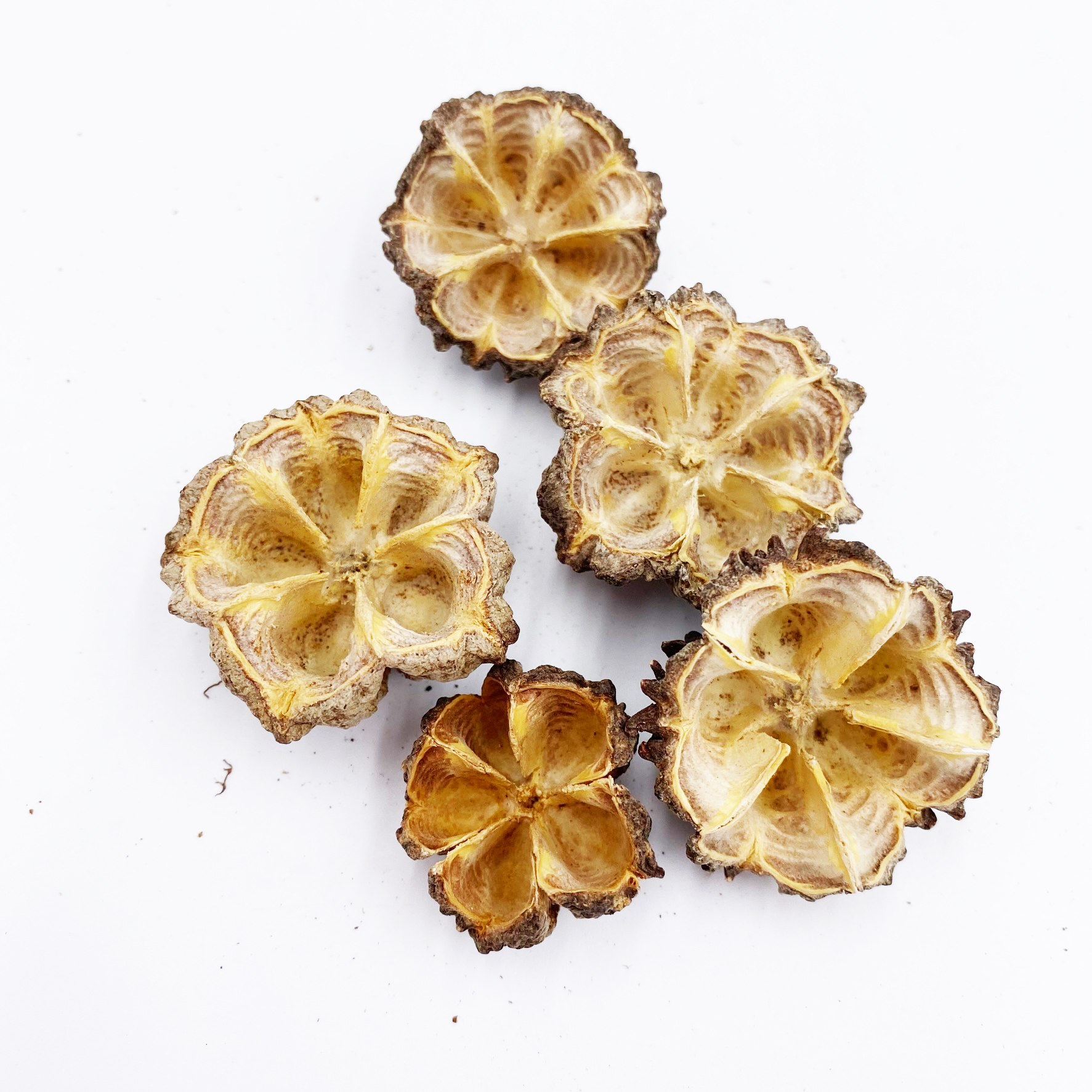 Mamoninha Kapseln | 5 Stück