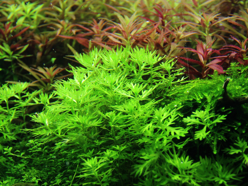 Hottonia Palustris - Wasserprimel, Wasserfeder - in Vitro Hottonia Palustris - Wasserprimel, Wasserfeder - in Vitro