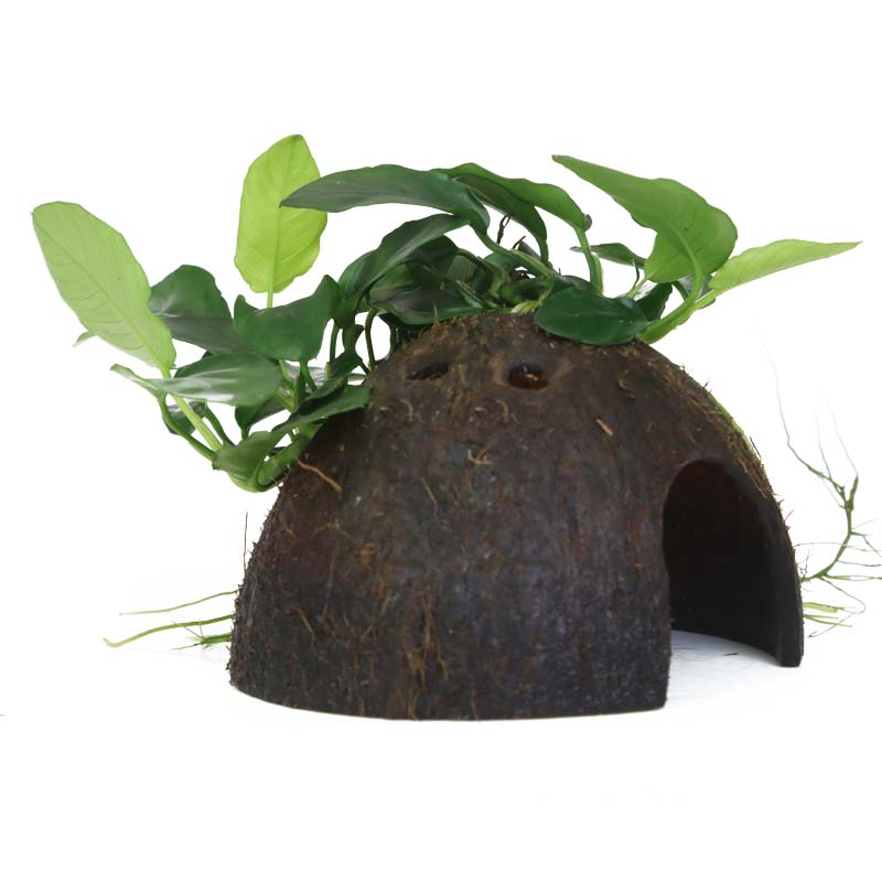 Anubias barteri var. nana- Speerblatt auf Kokosnussschale Anubias barteri var. nana- Speerblatt auf Kokosnussschale