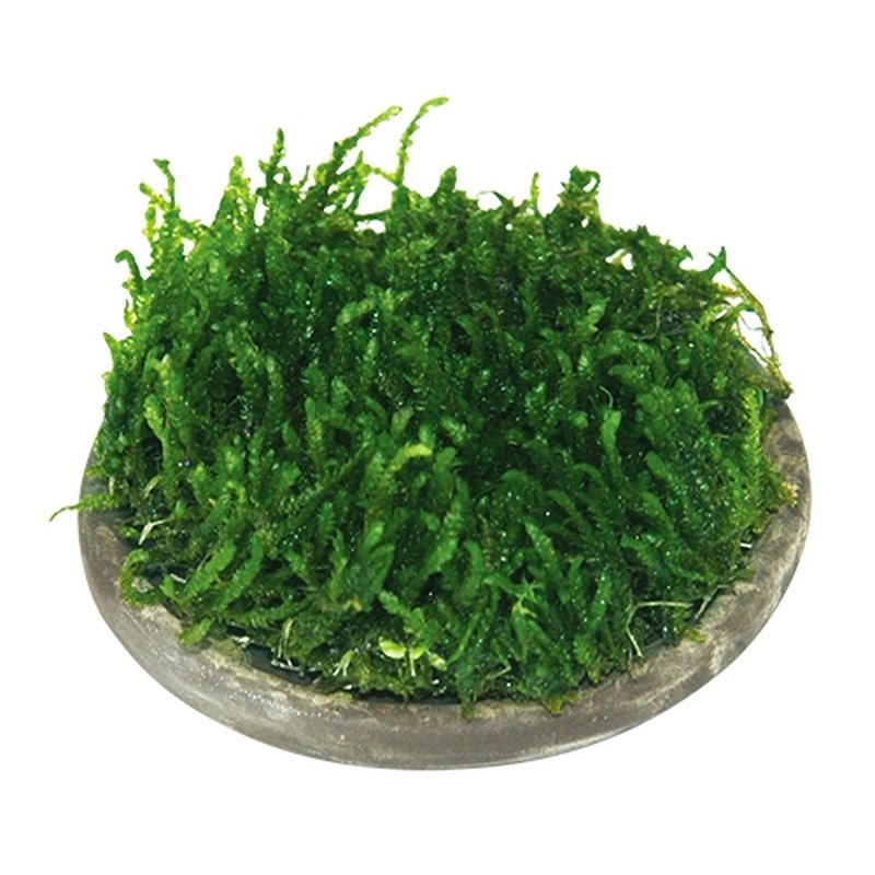 Moos Pad - Pflanzengitter rund 6 cm Moos Pad - Pflanzengitter rund 6 cm