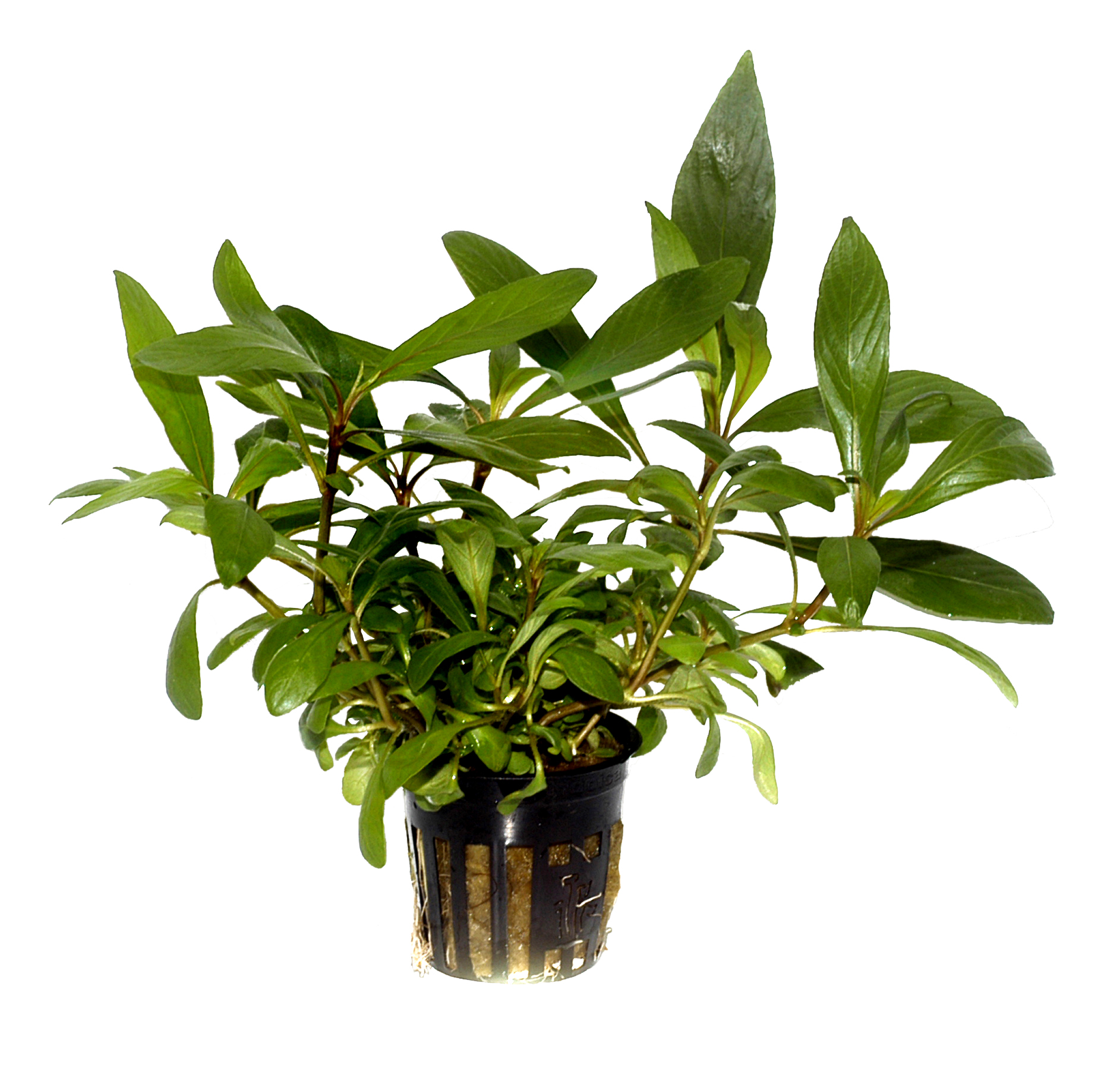 Hygrophila costata - Guyanischer Wasserfreund - im Topf Hygrophila costata - Guyanischer Wasserfreund - im Topf