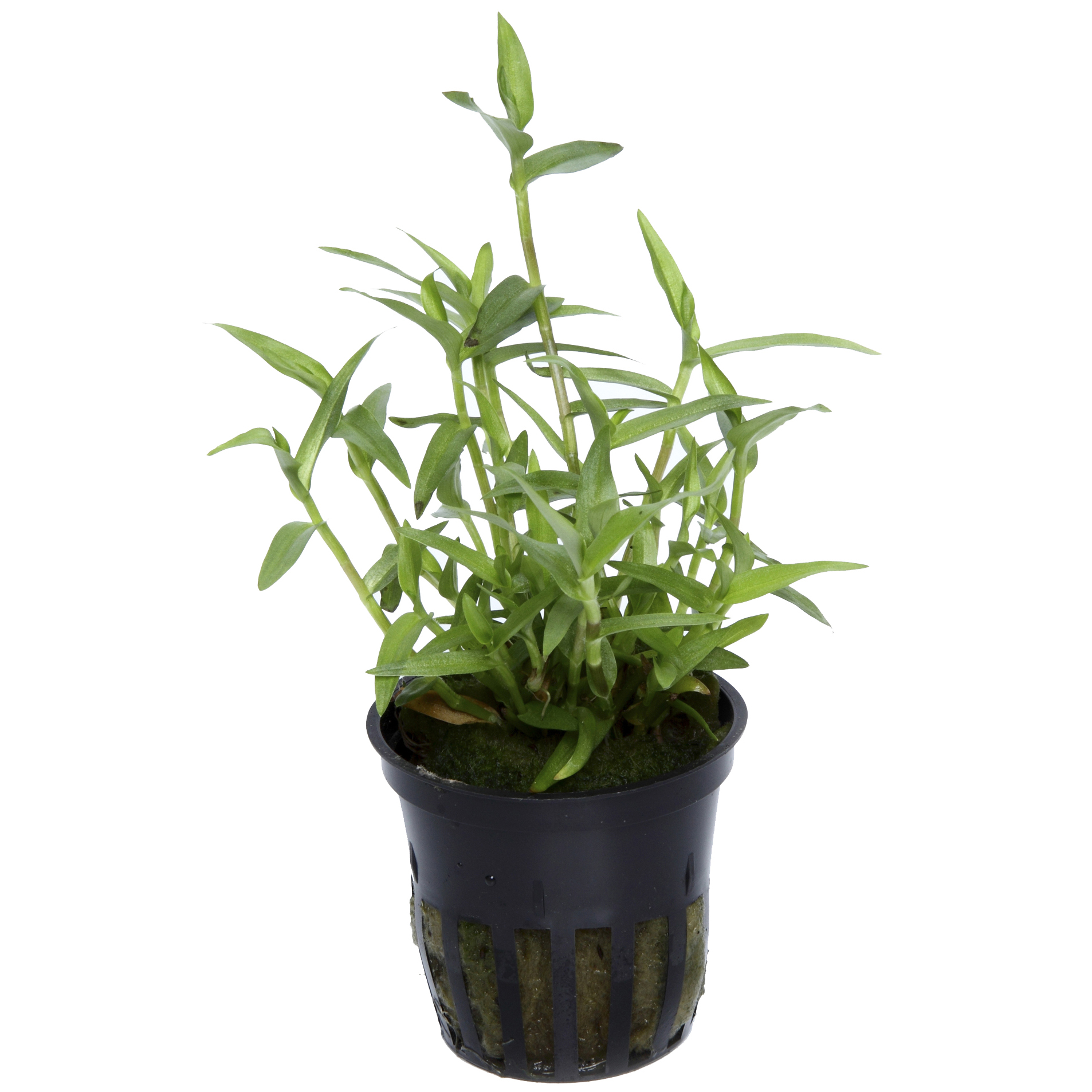 Murdannia keisak - Asiatische Tagblume - im Topf Murdannia keisak - Asiatische Tagblume - im Topf