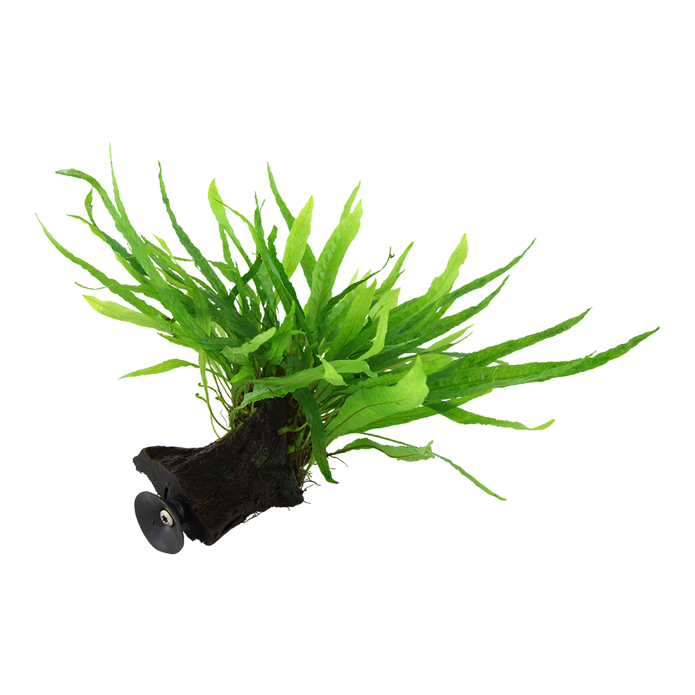 Microsorum pteropus 'Narrow' - Schmalblättriger Javafarn - auf Wurzel mit Sauger Microsorum pteropus 'Narrow' - Schmalblättriger Javafarn - auf Wurzel mit Sauger