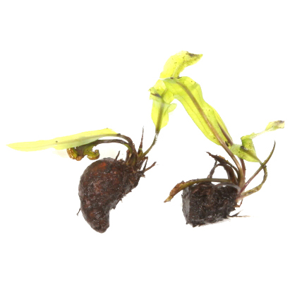 Tropica Aponogeton longiplumulosus - Gewelltblättrige Madagaskar-Wasserähre - Knolle