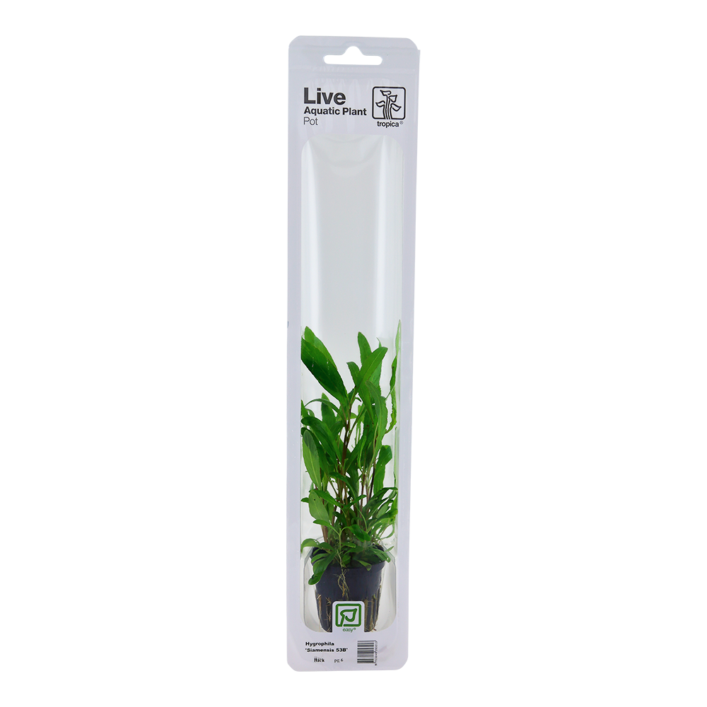 Hygrophila corymbosa 'Siamensis 53B' - Topf in Einzelverpackung Hygrophila corymbosa 'Siamensis 53B' - Topf in Einzelverpackung